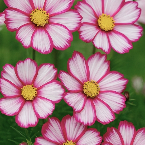 Cosmos 'Candy Stripe' - XL