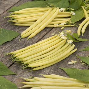 Stangbnne 'Neckargold' - kologisk