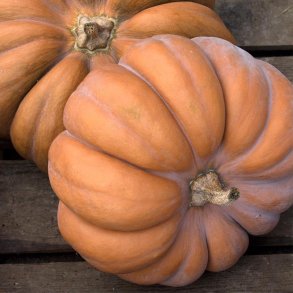 Grskar  'Muscat de Provence' - kologisk