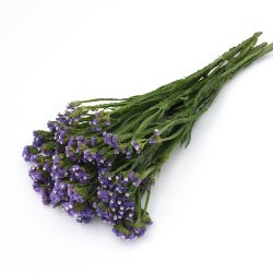 Statice 'Qis Pale Blue'