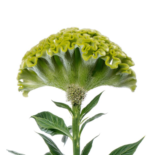 Celosia 'Act Verda'