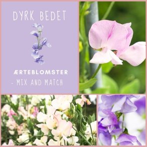 rteblomster - mix and match