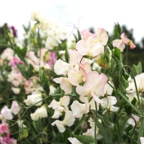 rteblomst 'Mollie Rilestone' - XL