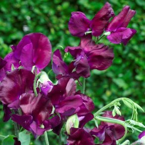 �rteblomst 'Royal Maroon'
