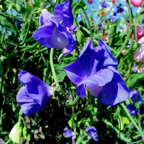 rteblomst 'Cuthbertson Danny' - XL