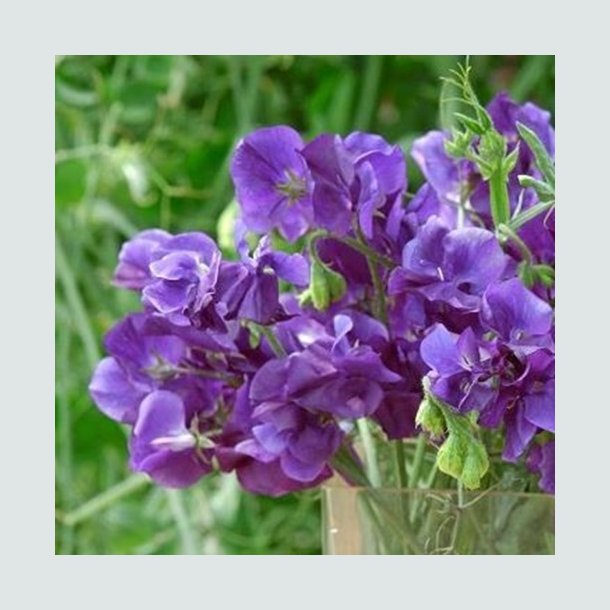 rteblomst 'King Size Navy Blue'  