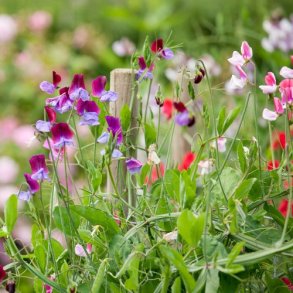 rteblomst Mix - kologisk