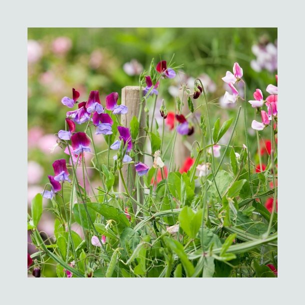 rteblomst Mix - kologisk