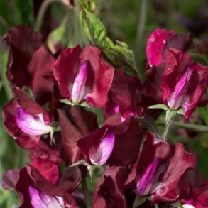 �rteblomst 'Elegance Burgundy'