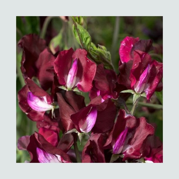 �rteblomst 'Elegance Burgundy'