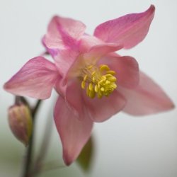 Akeleje Mix - kologisk