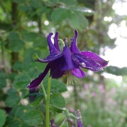 Akeleje Mix - kologisk