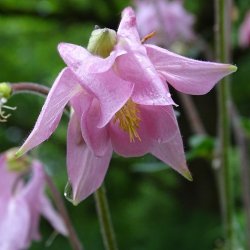 Akeleje Mix - kologisk