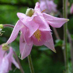 Akeleje Mix - kologisk