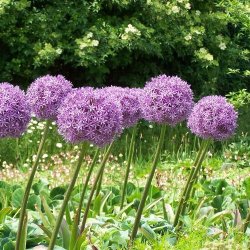 Prydl�g 'Purple Sensation'