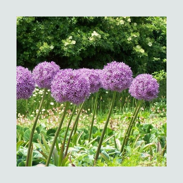 Prydl�g 'Purple Sensation'