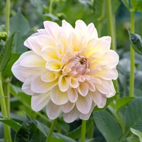Dahlia 'Alloway Cottage'