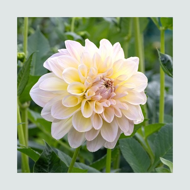 Dahlia 'Alloway Cottage'