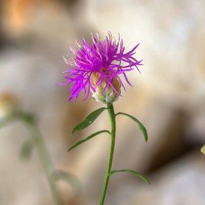 Almindelig knopurt  - Hjemmehrende