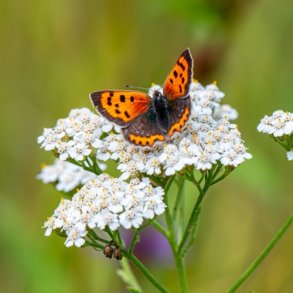 Rllike, Almindelig - kologisk