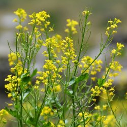 Almindelig Vinterkarse - kologisk