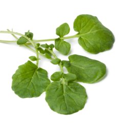 Almindelig Vinterkarse - kologisk