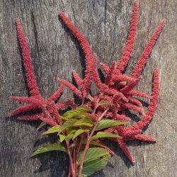 Amarant 'Coral Fountain'