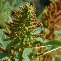 Amarant  'Autumn's Touch'