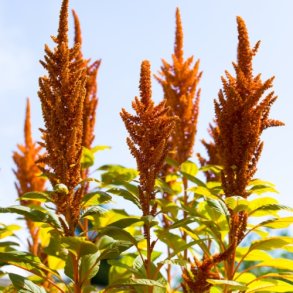 Amarant 'Bronze' - XL