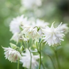 Akeleje 'White Barlow'