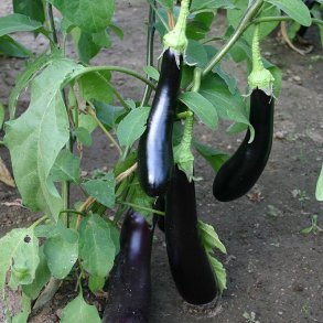 Aubergine  'Violetta Lunga 3' - kologisk