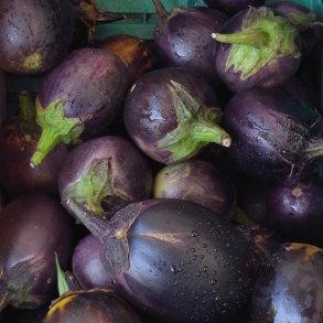 Aubergine 'Bambino' - kologisk