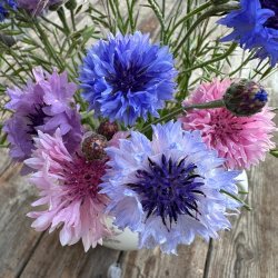 Kornblomst  'Ball Mix' - kologisk -XL