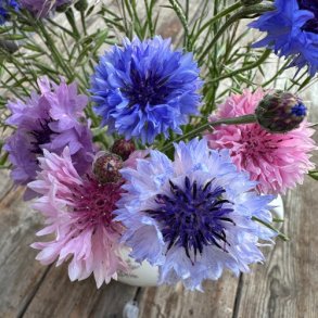 Kornblomst  'Ball Mix' - kologisk -XL