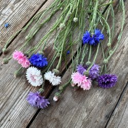 Kornblomst  'Ball Mix' - kologisk -XL