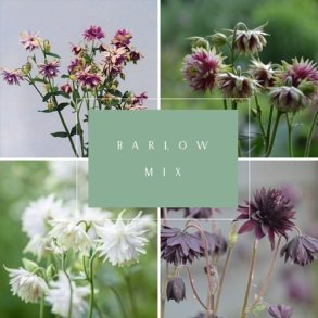 Akeleje 'Barlow Mix' - XL