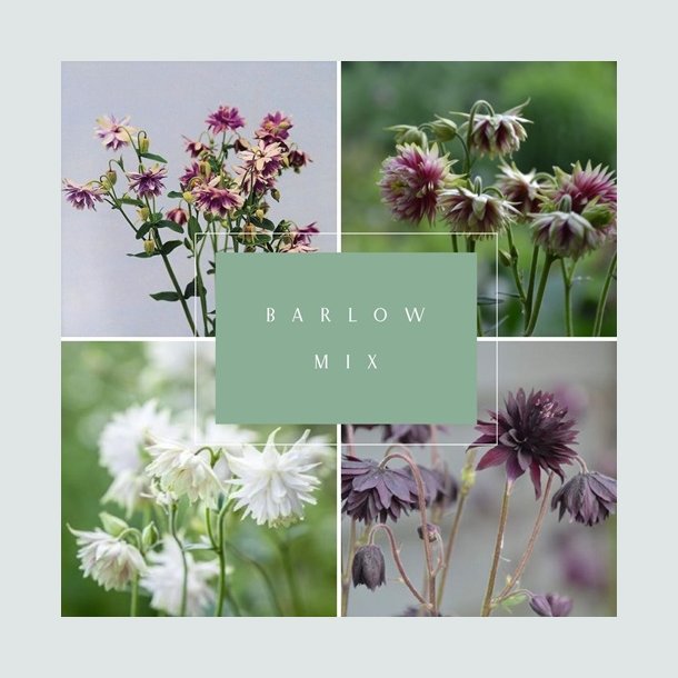 Akeleje 'Barlow Mix' - XL