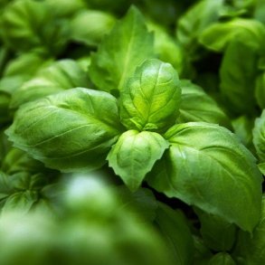 Basilikum 'Ah Nice' - kologisk