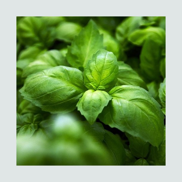 Basilikum 'Ah Nice' - �kologisk