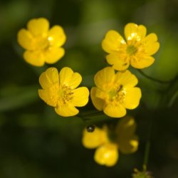 Bidende Ranunkel - Hjemmehrende