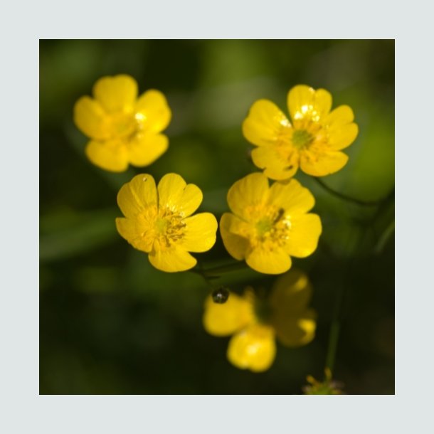 Bidende Ranunkel - Hjemmehrende
