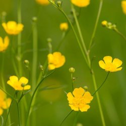 Bidende Ranunkel - Hjemmehrende