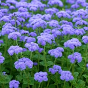 Blkvast 'Blue Cutting' - XL