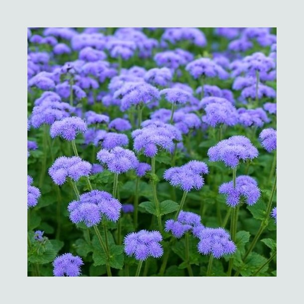 Bl�kvast 'Blue Cutting' - XL