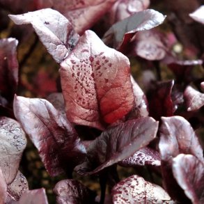 Blad Rdbede 'Bull's Blood' - kologisk