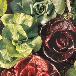 Bladcikorie 'Mix' - kologisk