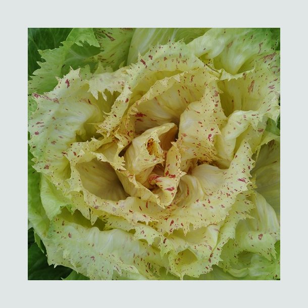 Bladcikorie 'Castelfranco' - kologisk