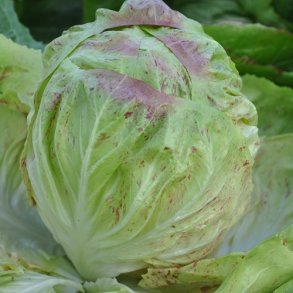 Bladcikorie 'Variegata Lusia' - kologisk