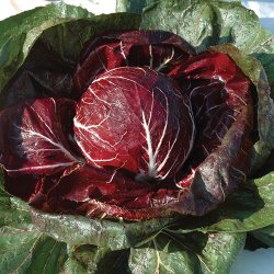 Bladcikorie 'Palla Rossa 4050' - kologisk