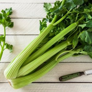 Bladselleri 'Tall Utah'- �kologisk